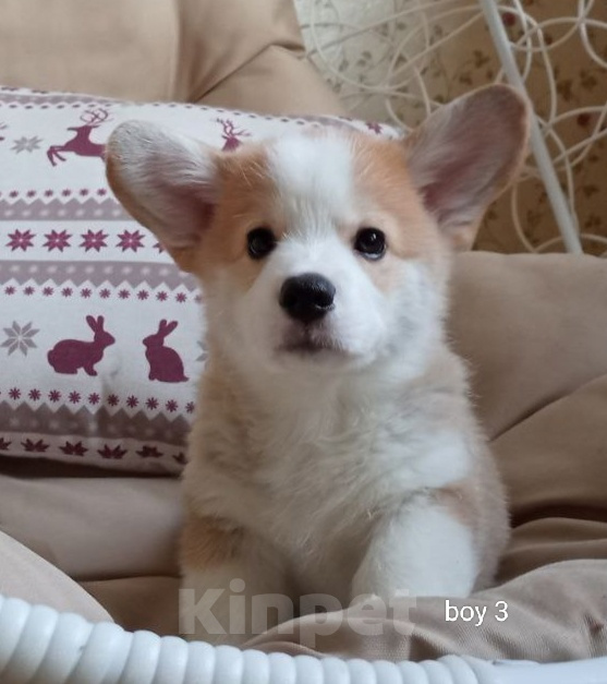 Собаки в Можайске: Вельш-корги пемброк Миллениум Аркобалено Мальчик, 70 000 руб. - фото 5