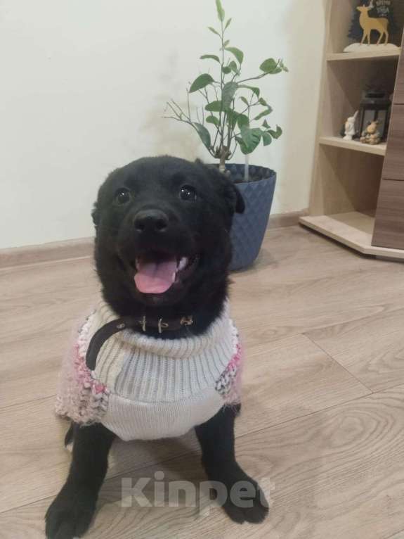 Собаки в Москве: Мишель очень нужен дом  Девочка, Бесплатно - фото 4