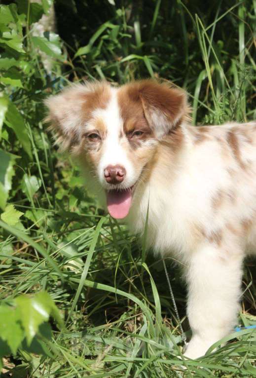 Собаки в Москве: Австралийская овчарка щенки (аусси) Мальчик, 65 000 руб. - фото 2