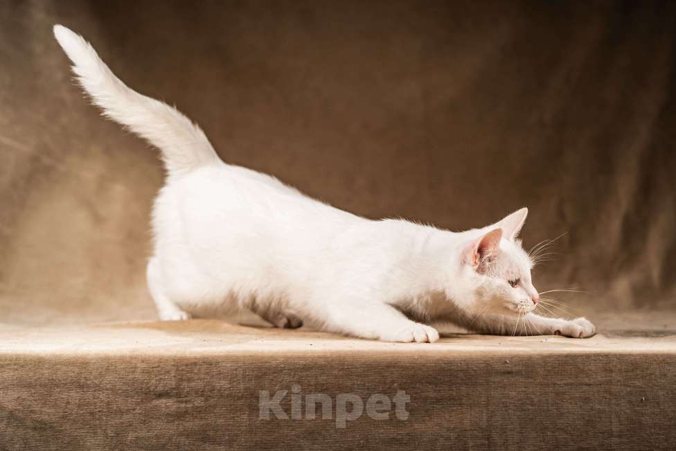 Кошки в Клине: Снежка — белоснежная миниатюрная красавица Девочка, Бесплатно - фото 5