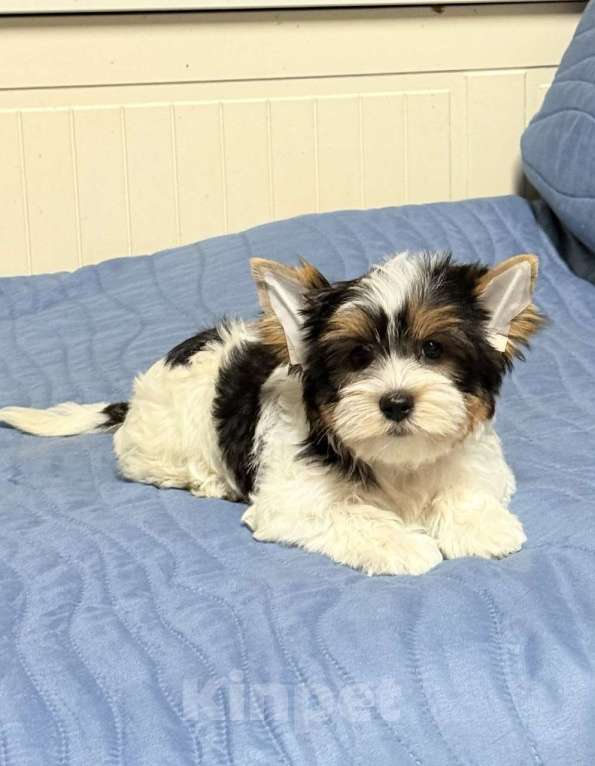 Собаки в Жуковском: Очаровательная девочка бивер стандарт Девочка, 50 000 руб. - фото 2