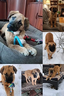 кому лопоухое чудо , щенок бесплатно