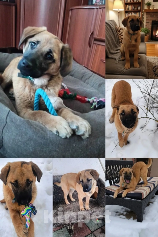 Собаки в Москве: кому лопоухое чудо , щенок бесплатно Девочка, Бесплатно - фото 1