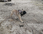 Собаки в Костроме: Французский бульдог, 3 000 руб. - фото 5