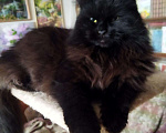 Кошки в Ливны: Шикарная ангора пушистая чёрная кошка 1 год, Бесплатно - фото 2