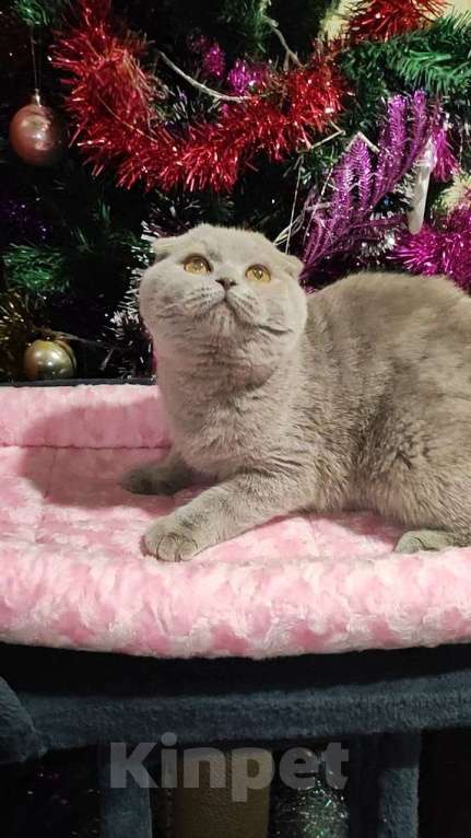 Кошки в Самаре: Британская короткошерстная кошка Девочка, 55 000 руб. - фото 5