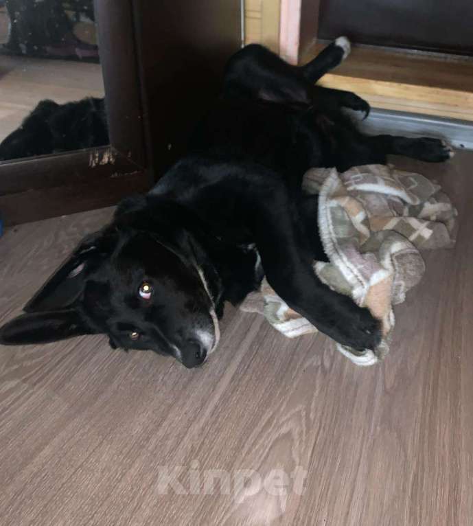 Собаки в Красногорске: Сэм, 5 месяцев в добрые руки  Мальчик, Бесплатно - фото 5