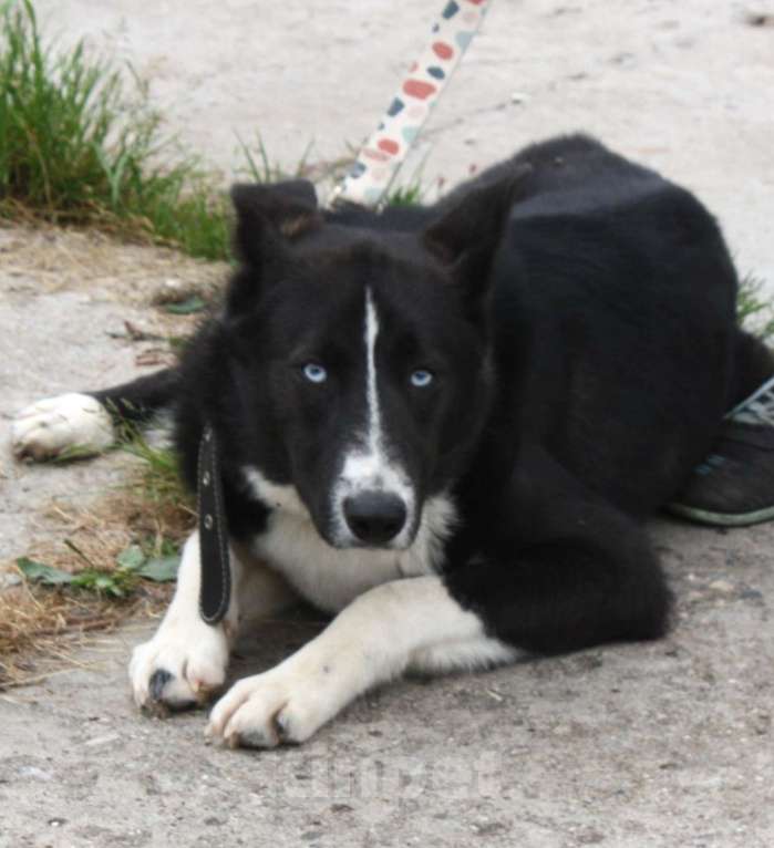 Собаки в Москве: Молоденький, верный Байкал надеется найти свою настоящую  семью Мальчик, Бесплатно - фото 1