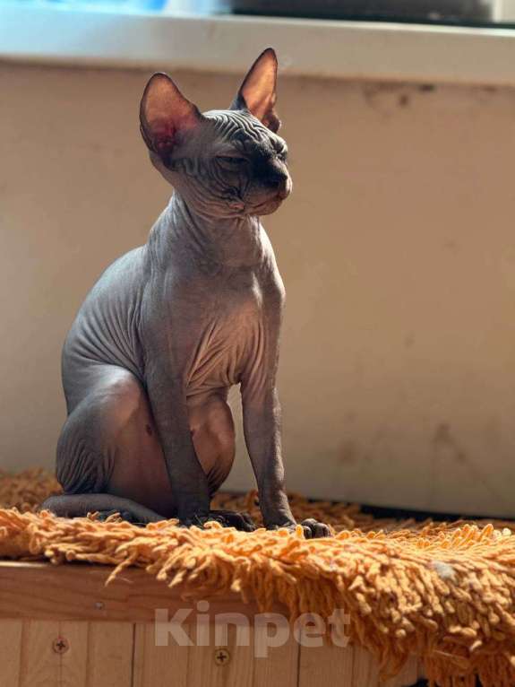 Кошки в Москве: Лучший друг и член семьи Мальчик, 37 000 руб. - фото 2