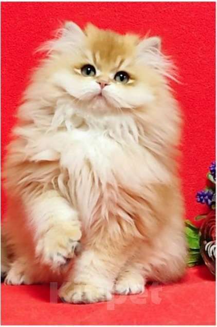 Кошки в Грязи: Британский котенок Мальчик, 80 000 руб. - фото 1