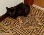 Кошки в Москве: Котенок в добрые руки Девочка, Бесплатно - фото 5