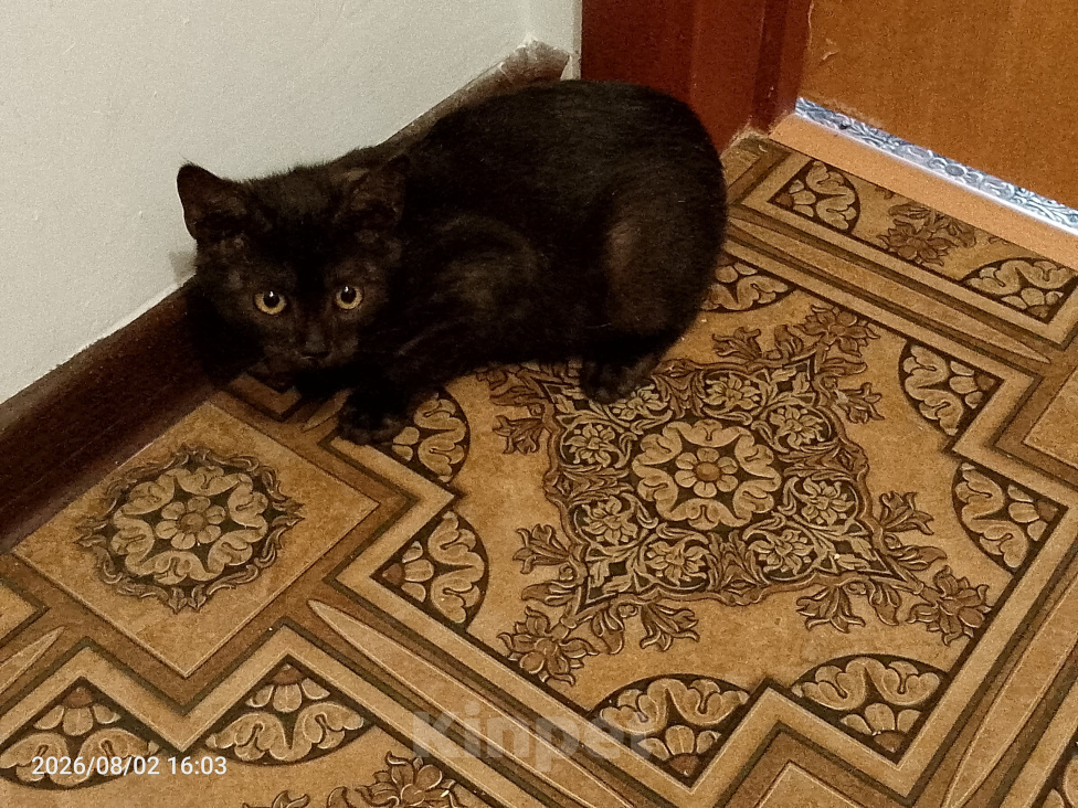 Кошки в Москве: Котенок в добрые руки Девочка, Бесплатно - фото 5