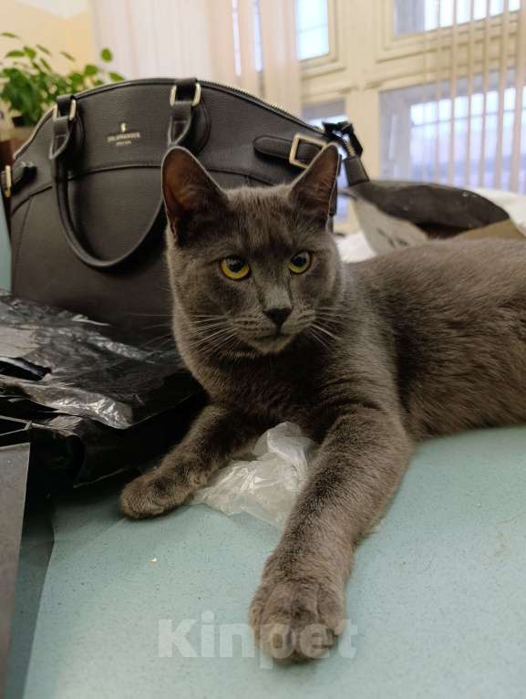 Кошки в Москве: Серьёзный Мурчело Мальчик, Бесплатно - фото 1