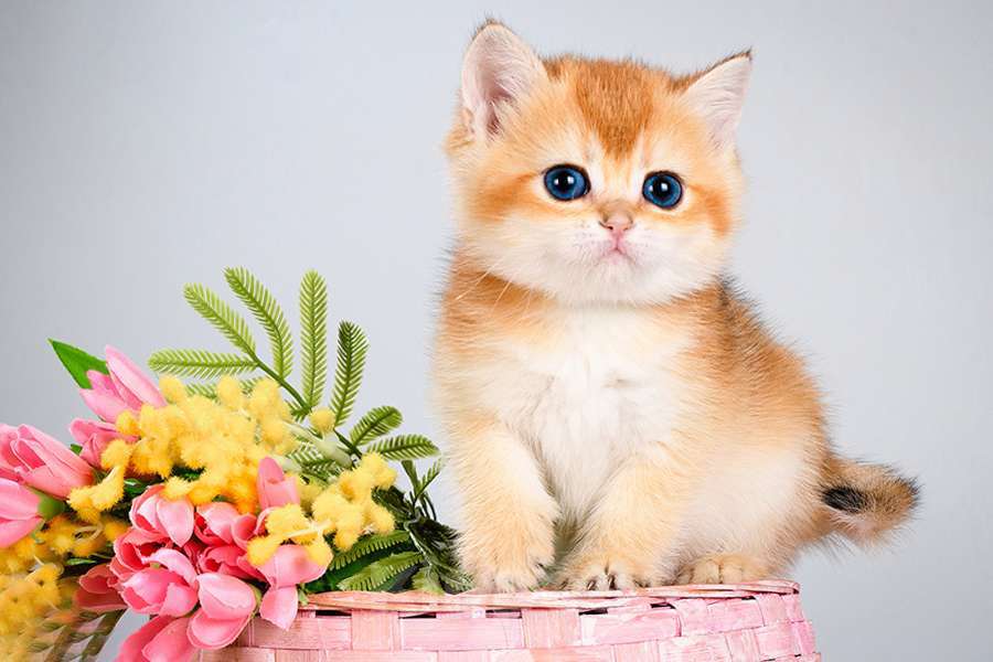 Кошки в Москве: Британские котята. Золотые шиншиллы. Мальчики и девочки. Мальчик, Бесплатно - фото 3