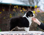 Собаки в Москве: Миниатюрная американская овчарка (мини-аусси) Мальчик, 100 000 руб. - фото 7