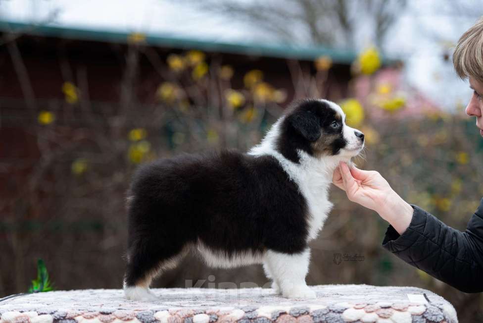 Собаки в Москве: Миниатюрная американская овчарка (мини-аусси) Мальчик, 100 000 руб. - фото 7