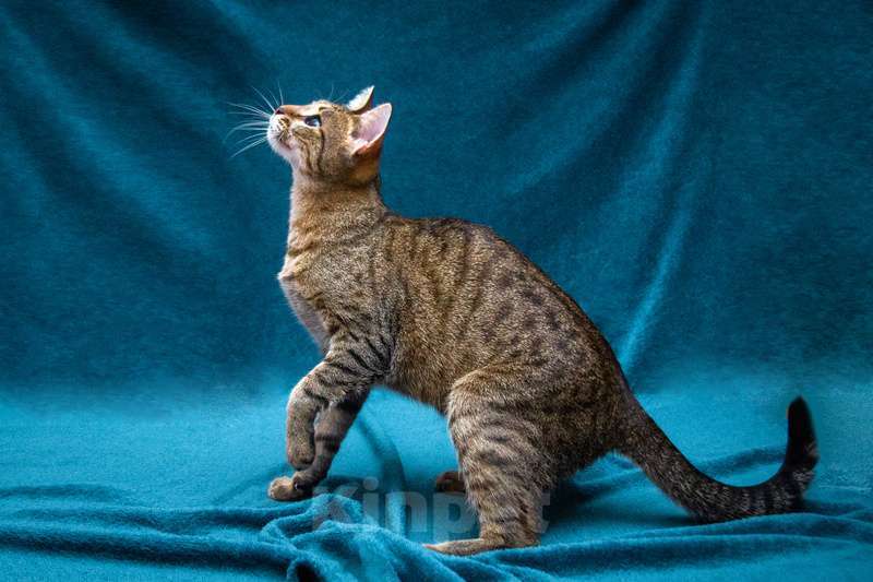 Кошки в Москве: Удивительная грациозная добрейшая кошечка Альфа в добрые руки Девочка, 1 руб. - фото 3