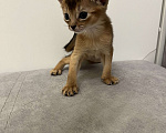 Кошки в Звенигороде: Абиссинские котята Мальчик, 60 000 руб. - фото 3