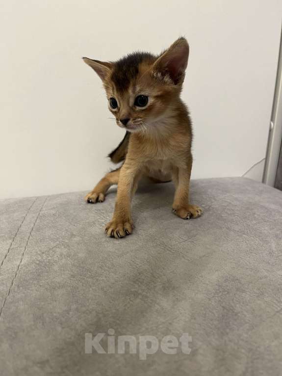 Кошки в Звенигороде: Абиссинские котята Мальчик, 60 000 руб. - фото 3