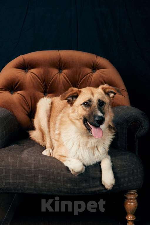 Собаки в Москве: Расти Мальчик, Бесплатно - фото 6