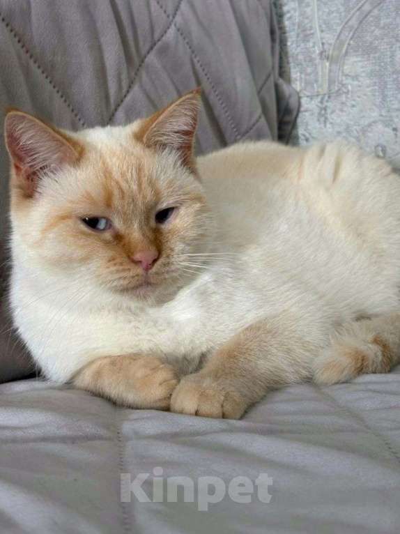 Кошки в Москве: Кошечке грозит улица Девочка, Бесплатно - фото 1