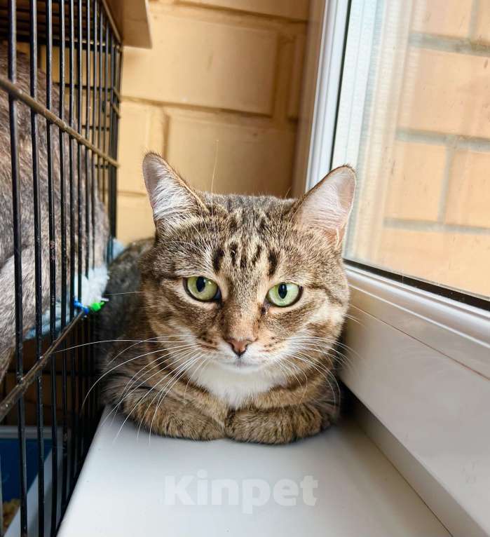 Кошки в Москве: Осторожная девочка Тутси в дар добрым людям Девочка, Бесплатно - фото 6