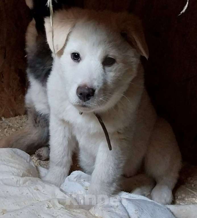Собаки в Москве: Четыре щенка 4х месяцев ищут дом Мальчик, Бесплатно - фото 2