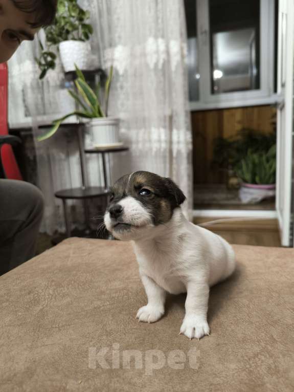 Собаки в Краснодаре: Щенки джек рассел терьер Мальчик, 15 000 руб. - фото 3