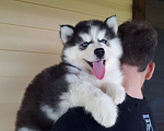 Собаки в Оленегорске: Хаски Щенки Разных окрасов Разнополые, Бесплатно - фото 1