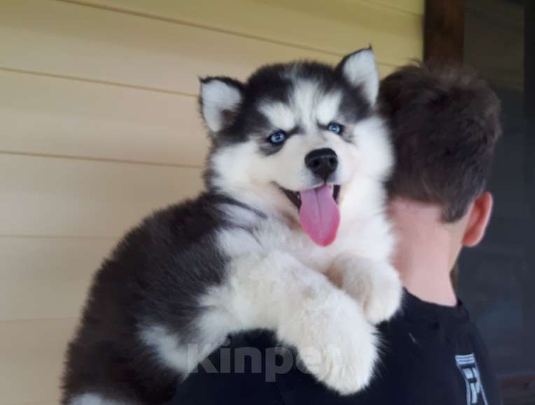 Собаки в Оленегорске: Хаски Щенки Разных окрасов Разнополые, Бесплатно - фото 1