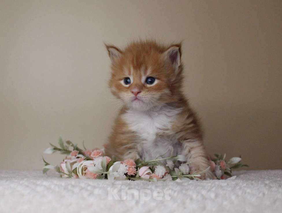 Кошки в Екатеринбурге: Котёнок мейн-кун Дионис Мальчик Мальчик, 50 000 руб. - фото 8