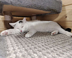 Кошки в Котельнике: Милашка Услада с интересной расцветкой Девочка, Бесплатно - фото 3