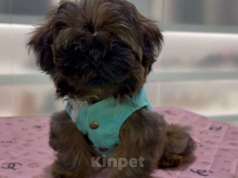 Собаки в Владивостоке: Ши-Тцу Империал Мальчик, 130 000 руб. - фото 6