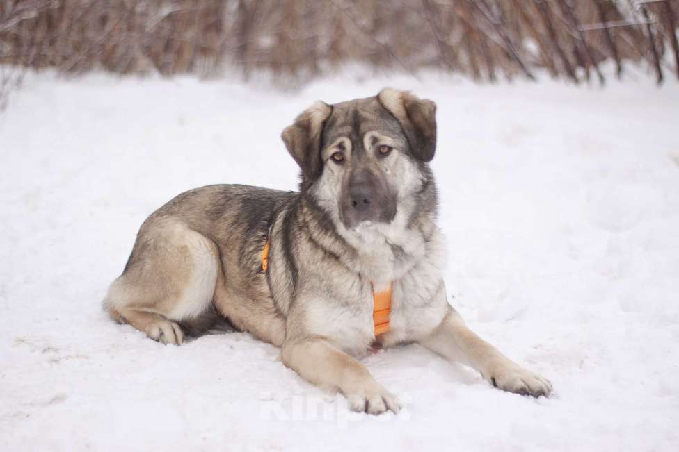 Собаки в Москве: Ласковый и добрый Сильвер в добрые руки Мальчик, Бесплатно - фото 1