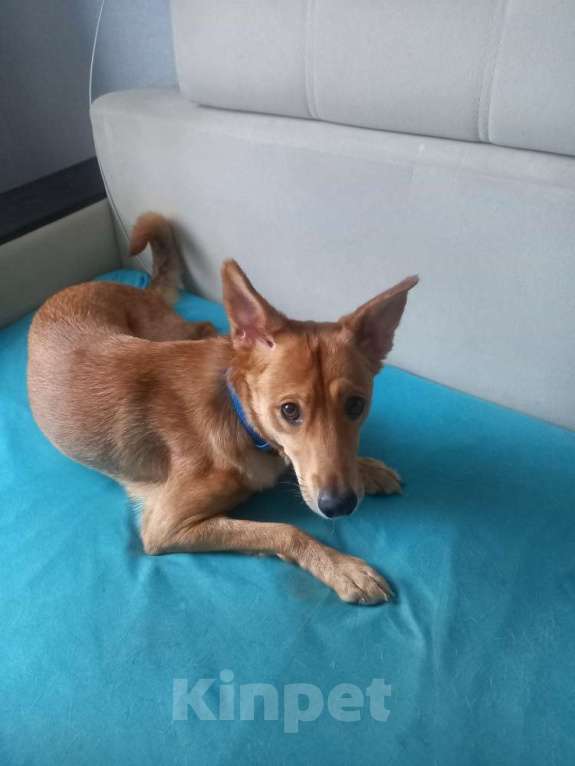 Собаки в Нижнем Новгороде: Ищем добрые руки Девочка, 1 руб. - фото 2