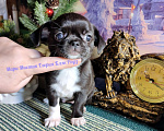 Собаки в Санкт-Петербурге: Глория Блэк Роуз чихуахуа чёрного с белым окраса Девочка, 80 000 руб. - фото 4