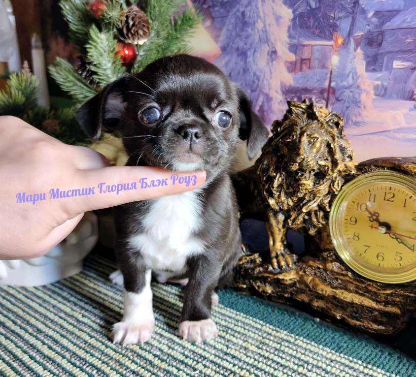 Собаки в Санкт-Петербурге: Глория Блэк Роуз чихуахуа чёрного с белым окраса Девочка, 80 000 руб. - фото 4