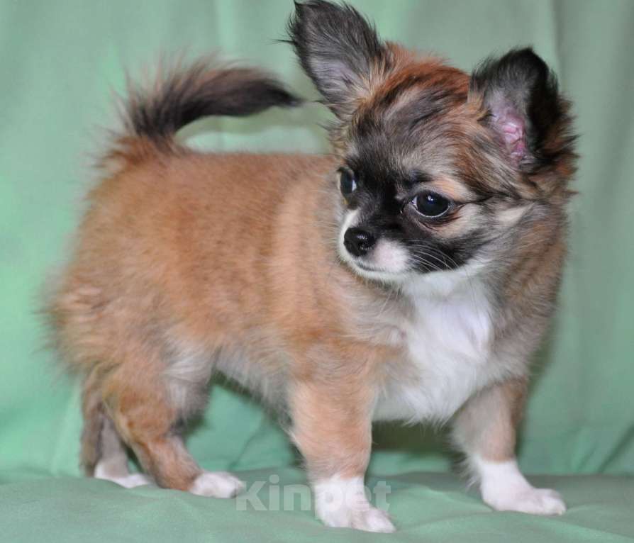 Собаки в Москве: Продается очаровательная  девочка-щенок чихуахуа длинношерстной породы! Девочка, 70 000 руб. - фото 3