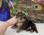 Собаки в Москве: Мраморный йорк крупный мальчик голубоглазый Мальчик, 60 000 руб. - фото 6