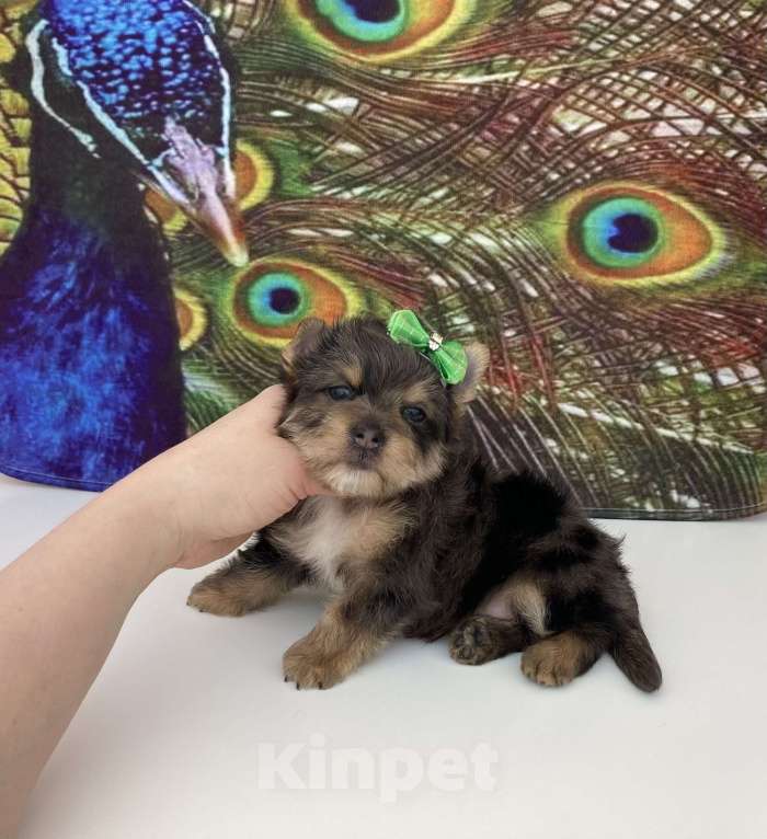 Собаки в Москве: Мраморный йорк крупный мальчик голубоглазый Мальчик, 60 000 руб. - фото 6