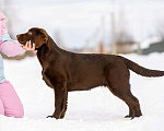 Собаки в Ярославле: Лабрадор шоколадная девочка для души Девочка, Бесплатно - фото 4