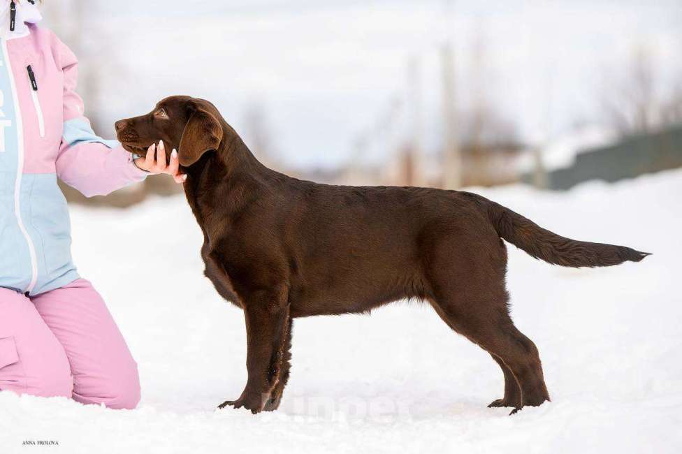 Собаки в Ярославле: Лабрадор шоколадная девочка для души Девочка, Бесплатно - фото 4