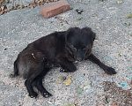 Собаки в Темрюке: Пост шанс для маленькой собачки размером с кошку Девочка, 1 руб. - фото 1