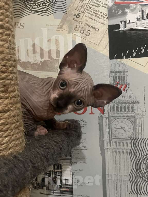 Кошки в Видном: Канадец 2 месяца  Мальчик, 15 000 руб. - фото 2