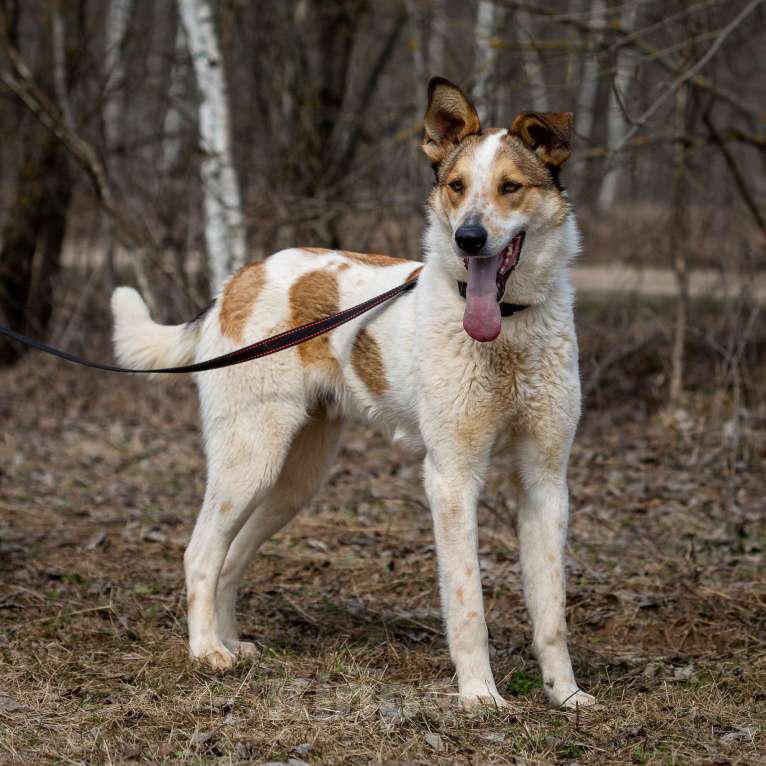 Собаки в Москве: Дэнни, собака-компаньон Мальчик, Бесплатно - фото 4