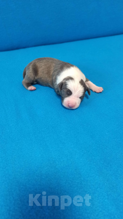 Собаки в Санкт-Петербурге: Доступен к бронированию Мальчик, Бесплатно - фото 4