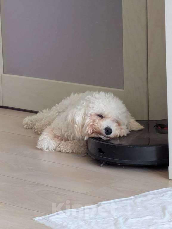 Собаки в Москве: Срочно ищем семью для мальчика Бишон Фризе  Мальчик, 30 000 руб. - фото 2