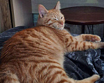 Кошки в Липецке: Ленивый рыжуля - Ларри Мальчик, Бесплатно - фото 7