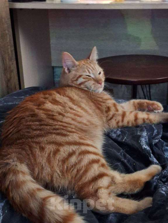 Кошки в Липецке: Ленивый рыжуля - Ларри Мальчик, Бесплатно - фото 7