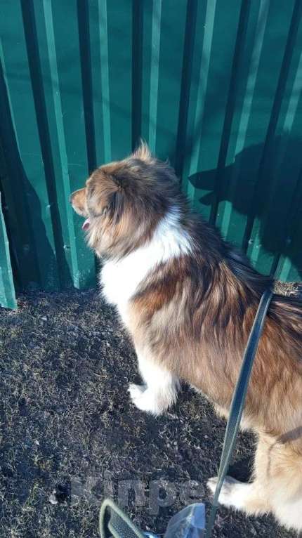 Собаки в Санкт-Петербурге: Отдам собаку бесплатно. Мальчик, Бесплатно - фото 4